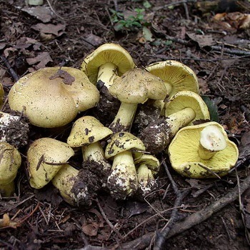 Ehető gomba blewits fotó és leírás blewits sárga-piros, szürke és lila