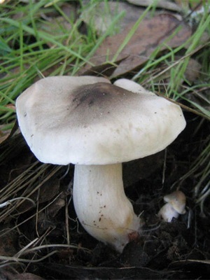 Ehető gomba blewits fotó és leírás blewits sárga-piros, szürke és lila