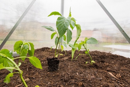 Titkok ültetés és termesztése paprika a földön, az üvegházhatást okozó és a ház a kertben ()