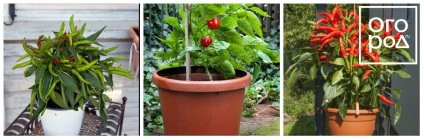 Titkok ültetés és termesztése paprika a földön, az üvegházhatást okozó és a ház a kertben ()