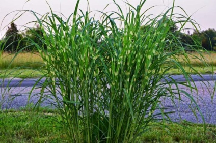 A titkok növekvő miscanthus kertjében ültetés és gondozás a nyílt terepen