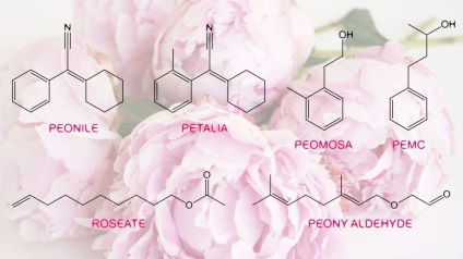 Tenyésztési bazsarózsák és bazsarózsa illatú parfümök ~ aromahimiya