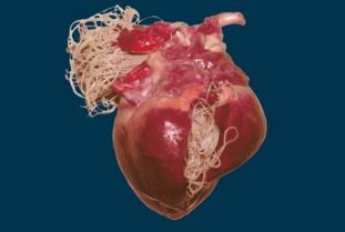 Francia szívféreg