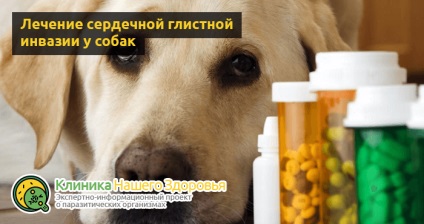 Szívférgesség kutyáknál a tünetek, a kezelés és a megelőzés