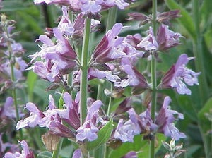 Sage (Salvia), zsálya különösen kirakodási és hagyva a nyílt terepen