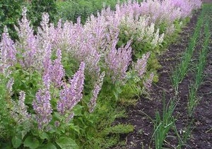 Sage (Salvia), zsálya különösen kirakodási és hagyva a nyílt terepen