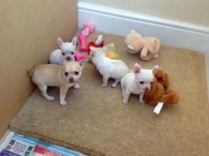 Chihuahua kiskutyák neveléséért és fejlődésének fotó és videó (nagyon Chihuahua) Chihuahua kiskutyák neveléséért és fejlődésének fotó és videó