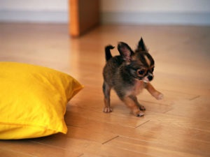 Chihuahua kiskutyák neveléséért és fejlődésének fotó és videó (oktatás) Chihuahua kiskutyák neveléséért és fejlődésének fotó és videó