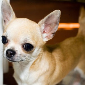 Chihuahua kiskutyák neveléséért és fejlődésének fotó és videó (a baba Chihuahua fogja érteni) Chihuahua kiskutyák neveléséért és fejlődésének fotó és videó