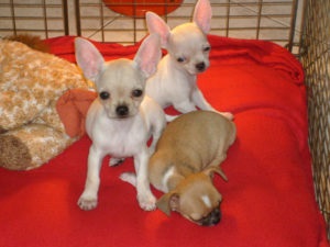 Chihuahua kiskutyák neveléséért és fejlődésének fotó és videó (Chihuahua) Chihuahua kiskutyák neveléséért és fejlődésének fotó és videó