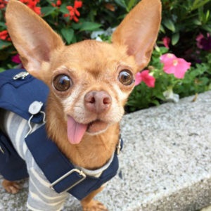 Chihuahua kiskutyák neveléséért és fejlődésének fotó és videó (oktatás) Chihuahua kiskutyák neveléséért és fejlődésének fotó és videó