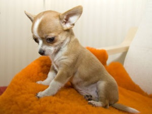 Chihuahua kiskutyák neveléséért és fejlődésének fotó és videó (kölykök) Chihuahua kiskutyák neveléséért és fejlődésének fotó és videó