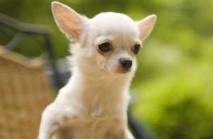 Chihuahua kiskutyák neveléséért és fejlődésének fotó és videó (nagyon Chihuahua) Chihuahua kiskutyák neveléséért és fejlődésének fotó és videó
