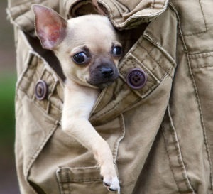 Chihuahua kiskutyák neveléséért és fejlődésének fotó és videó (nagyon Chihuahua) Chihuahua kiskutyák neveléséért és fejlődésének fotó és videó