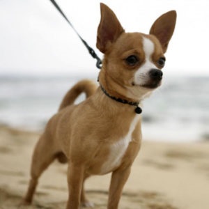 Chihuahua kiskutyák neveléséért és fejlődésének fotó és videó (kölykök) Chihuahua kiskutyák neveléséért és fejlődésének fotó és videó