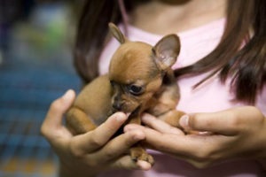 Chihuahua kiskutyák neveléséért és fejlődésének fotó és videó (kölykök) Chihuahua kiskutyák neveléséért és fejlődésének fotó és videó