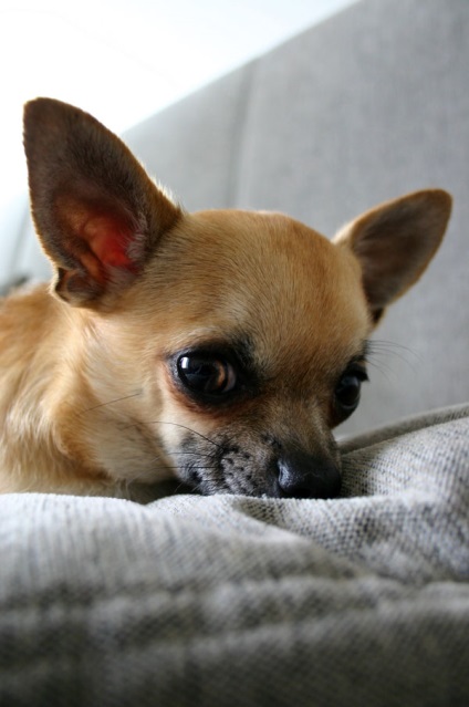 Chihuahua kiskutyák neveléséért és fejlődésének fotó és videó (a baba Chihuahua fogja érteni) Chihuahua kiskutyák neveléséért és fejlődésének fotó és videó
