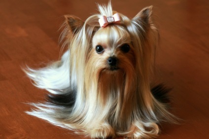 Kabát és színes Yorkshire terrier, superminiki (Yorkshire) Kabát és színes Yorkshire terrier, superminiki