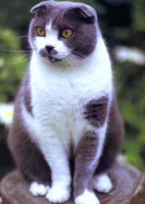 Scottish fold (skót Fold) (skót) Scottish fold (Scottish fold)
