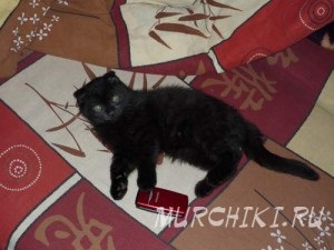 Scottish fold (skót Fold) (skót) Scottish fold (Scottish fold)