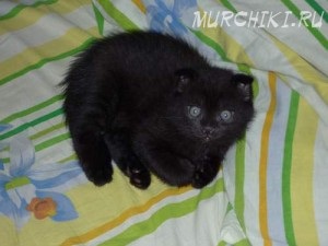 Scottish fold (skót Fold) (skót) Scottish fold (Scottish fold)
