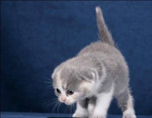 Scottish fold (Scottish fold)