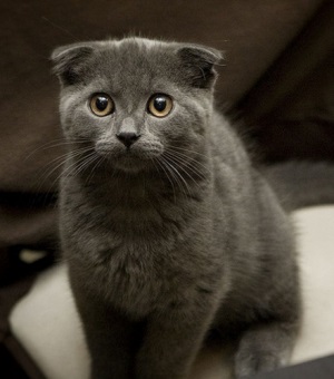 Scottish fold (Scottish fold) (fold) Scottish fold (Scottish fold)