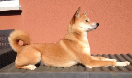 Shiba Inu fotó, fajta leírás, kutya, természet, gondoskodás