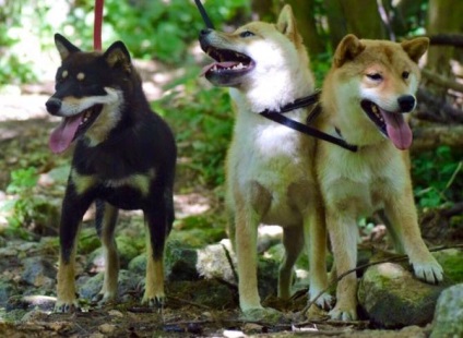 Shiba Inu fotó, fajta leírás, kutya, természet, gondoskodás