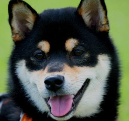 Shiba Inu fotó, fajta leírás, kutya, természet, gondoskodás