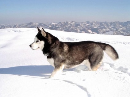 Szibériai husky, állat enciklopédia