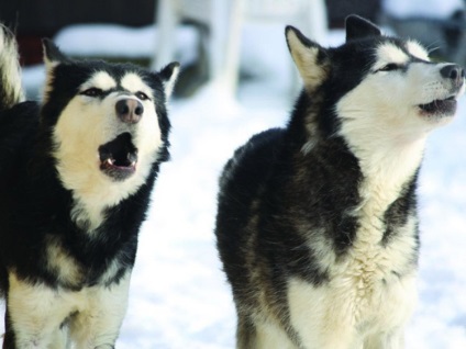 Szibériai husky, állat enciklopédia