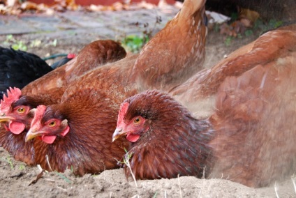 Tünetek megjelenése csirkék peroedov és módszerek megszabadulni a külső élősködő