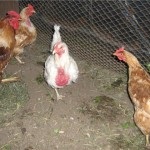 Tünetek megjelenése csirkék peroedov és módszerek megszabadulni a külső élősködő