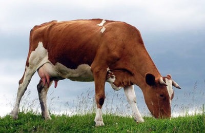 Hogy a tehén ad tejet egy nap, amikor elkezd adni, és hány liter évente