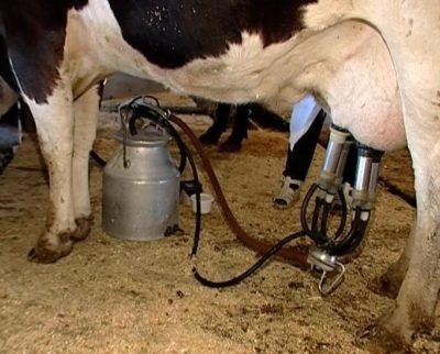 Hogy a tehén ad tejet egy nap, amikor elkezd adni, és hány liter évente