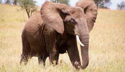 Hány elefánt él - az átlagos várható élettartam