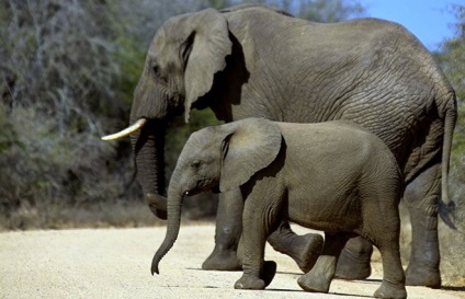 Hány elefánt él - az átlagos várható élettartam