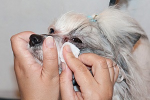 Könnyes pálya kutyák - okai, megelőzése, kezelése - könnyező szem egy kutya - a foltok alatt