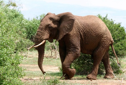 Elefántok az állatvilágban egyedülálló fotókat, érdekességeket