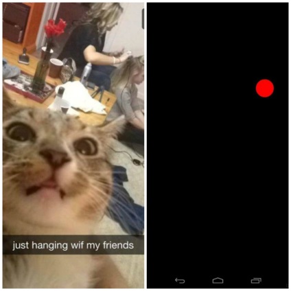 Snapcat - alkalmazás macskák és kutyák android