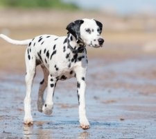 Dalmát kutya fajta leírás, fotók, árak kölykök vélemények