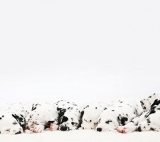 Dalmát kutya fajta leírás, fotók, árak kölykök vélemények