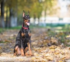 Kutya doberman fajta leírás, fotók, az ár a kölykök, vélemények