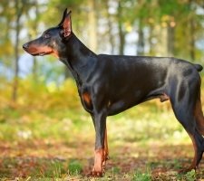 Kutya doberman fajta leírás, fotók, az ár a kölykök, vélemények