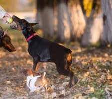 Kutya doberman fajta leírás, fotók, az ár a kölykök, vélemények