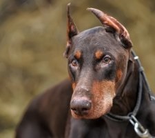 Kutya doberman fajta leírás, fotók, az ár a kölykök, vélemények