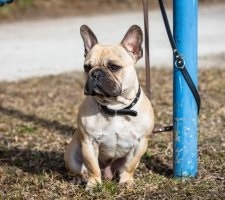 Francia bulldog kutyafajta leírás, fotók, az ár a kölykök, vélemények