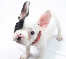 Francia bulldog kutyafajta leírás, fotók, az ár a kölykök, vélemények