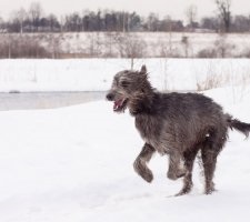 Kutya ír farkaskutya fajta leírás, fotók, az ár a kölykök, vélemények